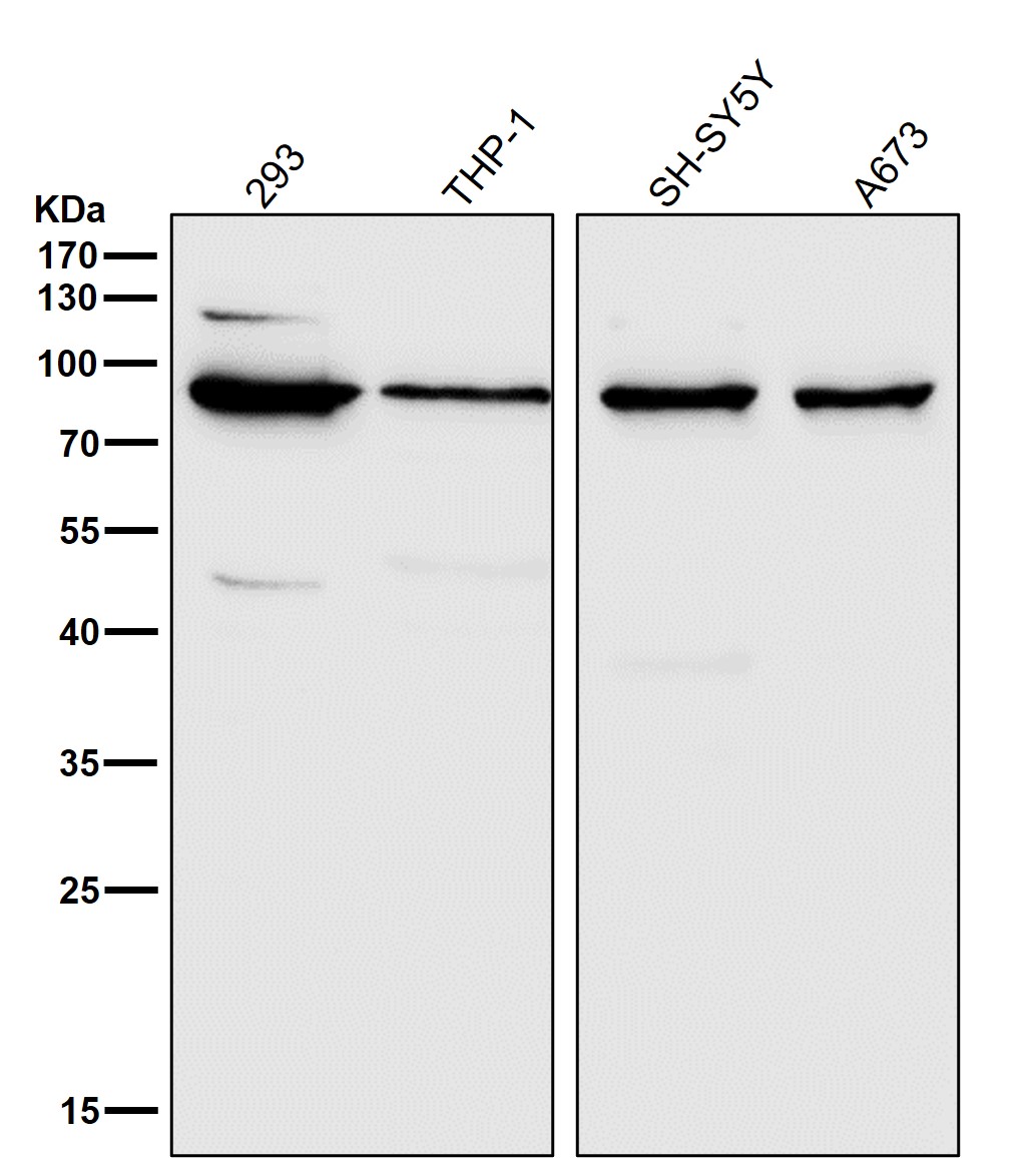 MLH1 Ab