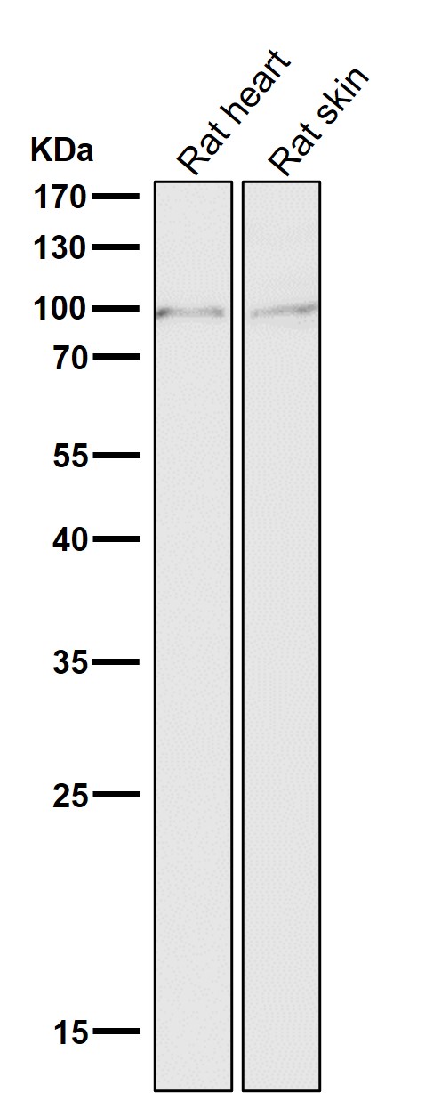 MLH1 Ab