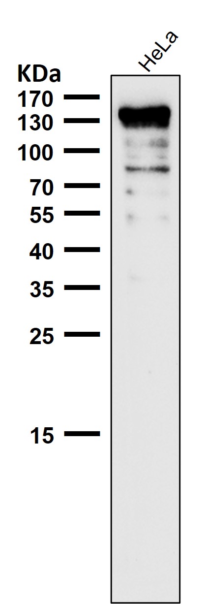 EGFR Ab