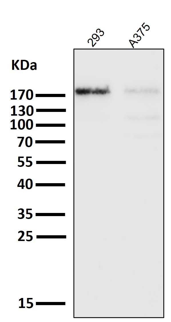 EGFR Ab