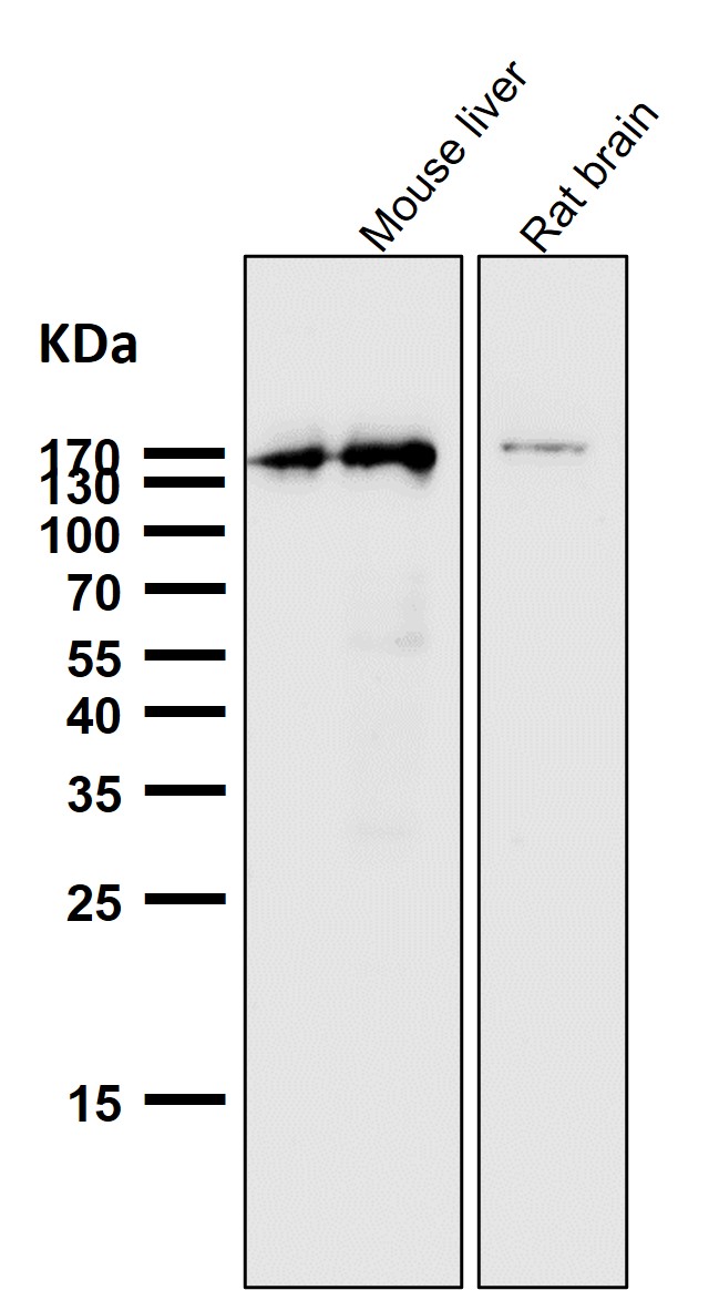 EGFR Ab