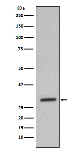 Heme Oxygenase 1 Ab