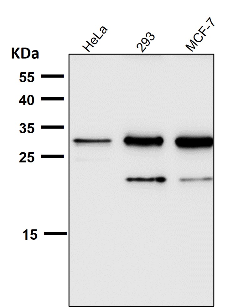 Heme Oxygenase 1 Ab