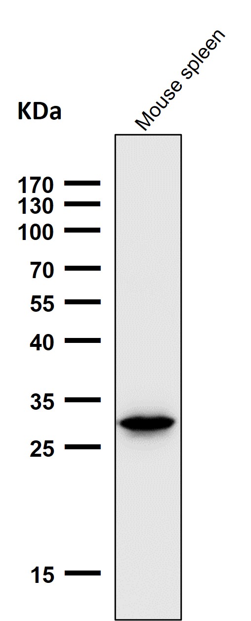 Heme Oxygenase 1 Ab