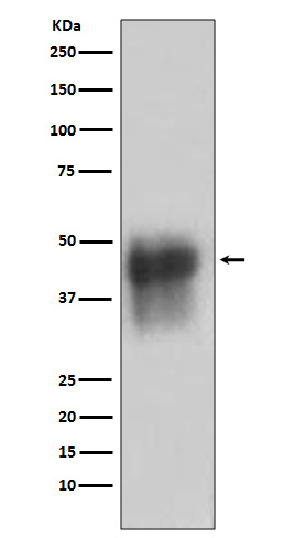 CD46 Ab