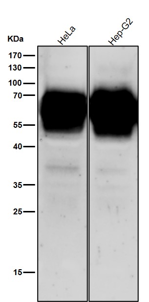 CD46 Ab