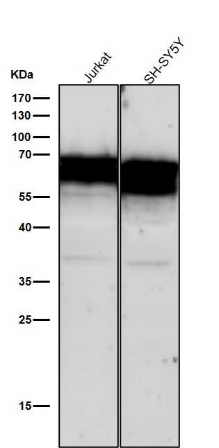 CD46 Ab