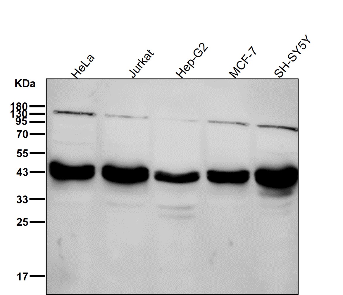 SMARCB1 Ab