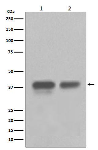 CDX2 Ab