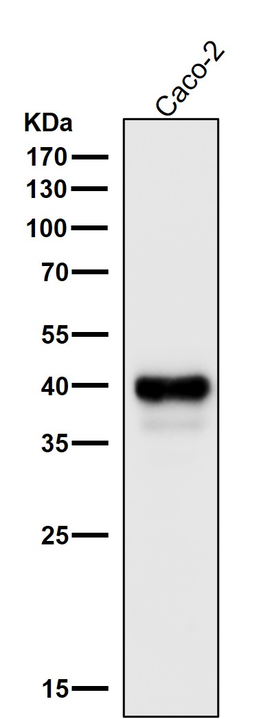 CDX2 Ab