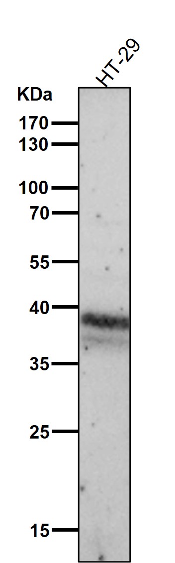 CDX2 Ab