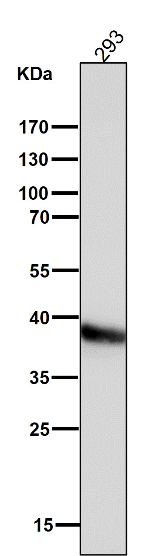 CDX2 Ab