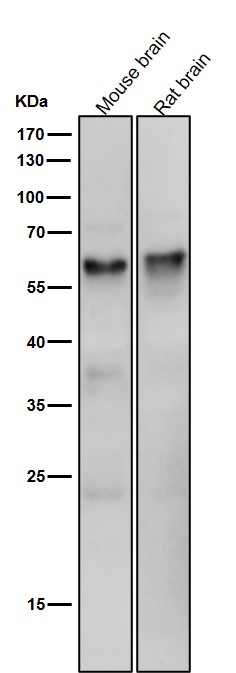 p-SMAD5 (S463/S465) Ab