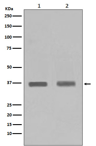 PPP1A/B Ab