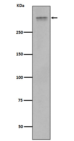 Plectin Ab