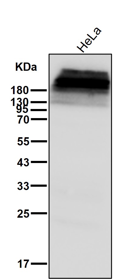 Plectin Ab