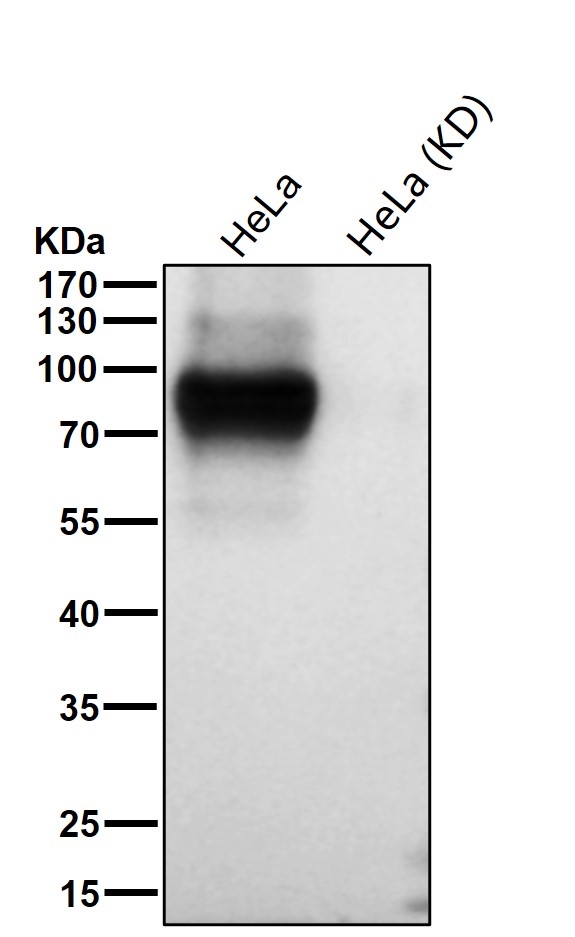 CD44 Ab