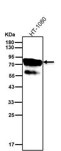 CD44 Ab