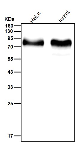 CD44 Ab