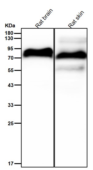 CD44 Ab