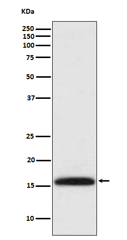 DiMethyl-Histone H3 (K5) Ab