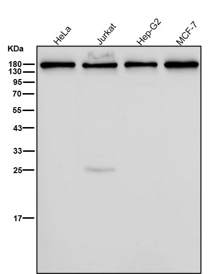 VEGF Receptor 1 Ab