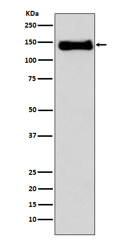 Integrin beta 1 Ab