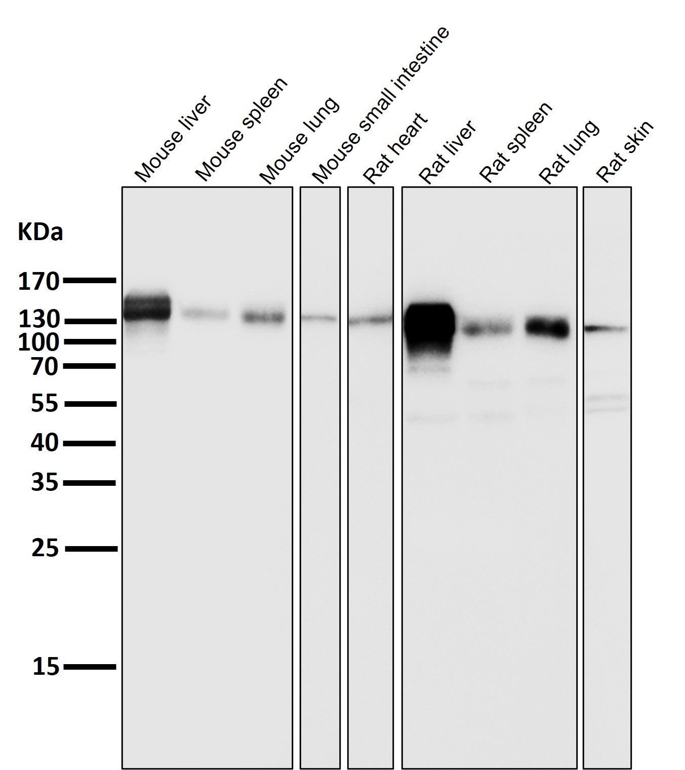 Integrin beta 1 Ab