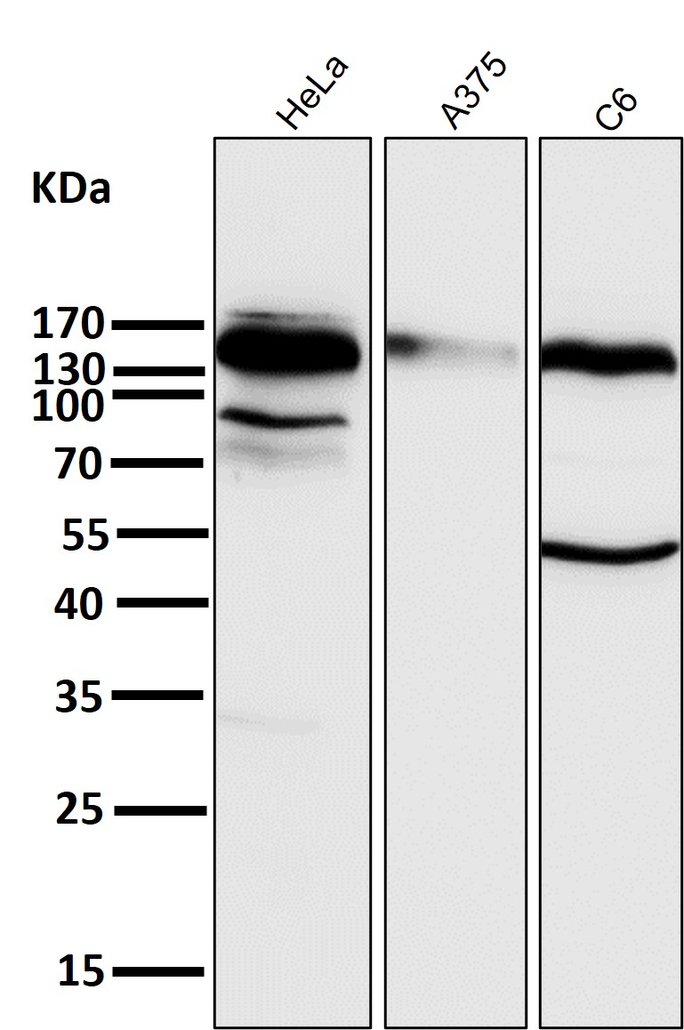 Integrin beta 1 Ab