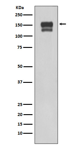 Integrin beta 1 Ab