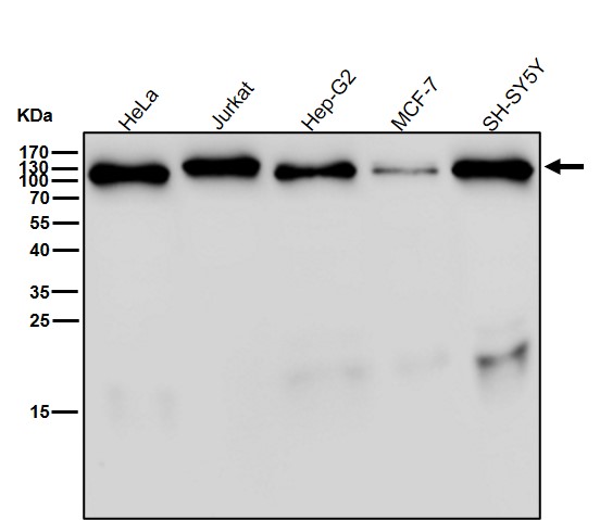 Integrin beta 1 Ab