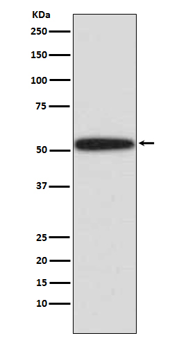 p53 Ab