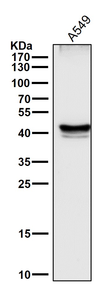 p53 Ab