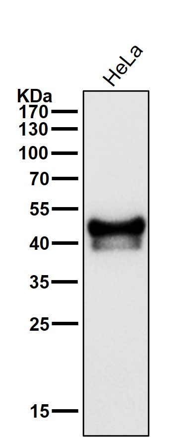 p53 Ab