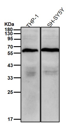 Cytokeratin 5 Ab