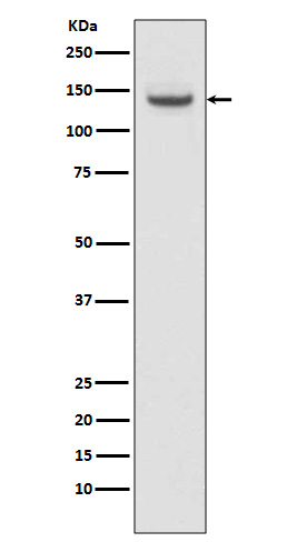 TACC3 Ab