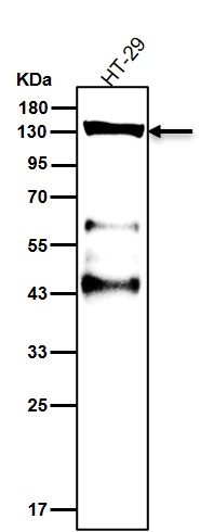 TACC3 Ab