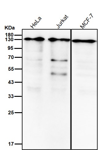 TACC3 Ab