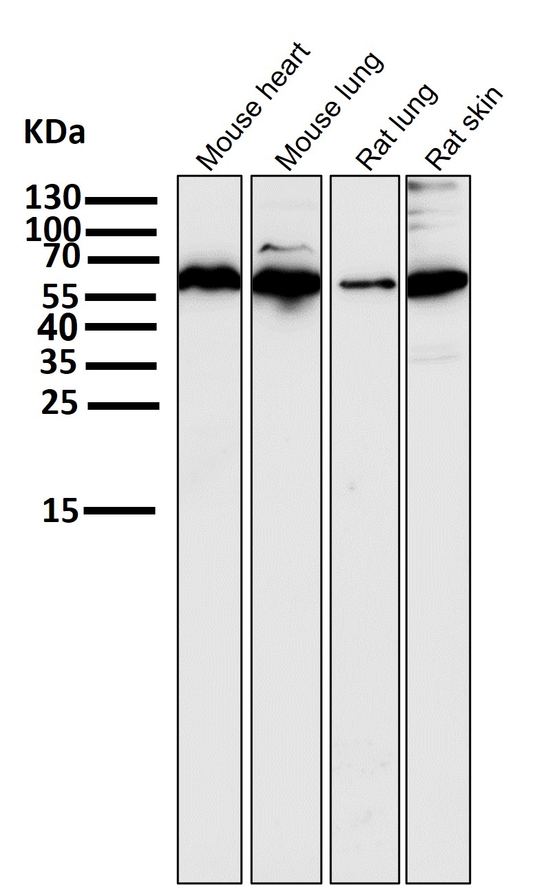 Vimentin Ab