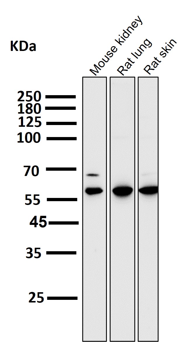 Vimentin Ab