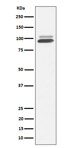 Nrf 2 Ab