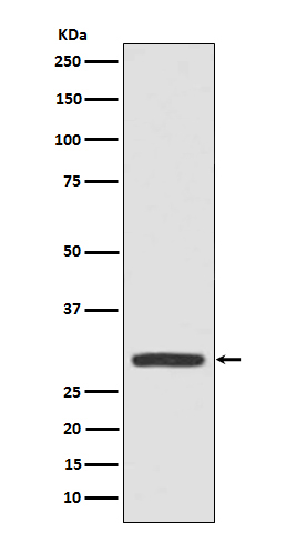 Galectin 3 Ab