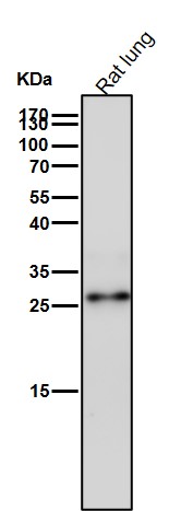 Galectin 3 Ab