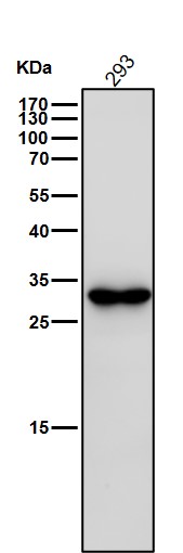 Galectin 3 Ab