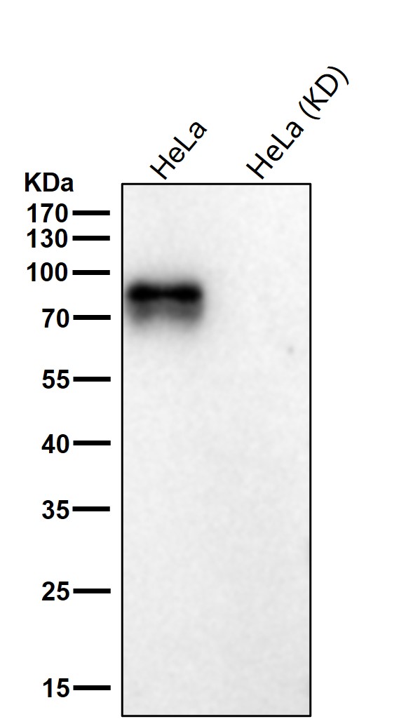 CD44 Ab