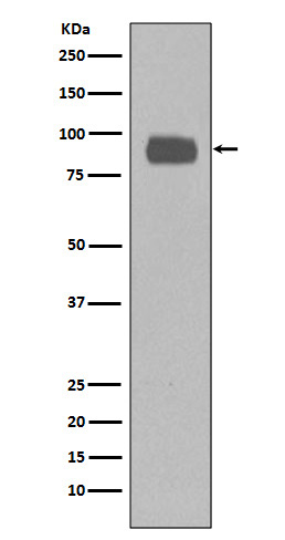 CD44 Ab