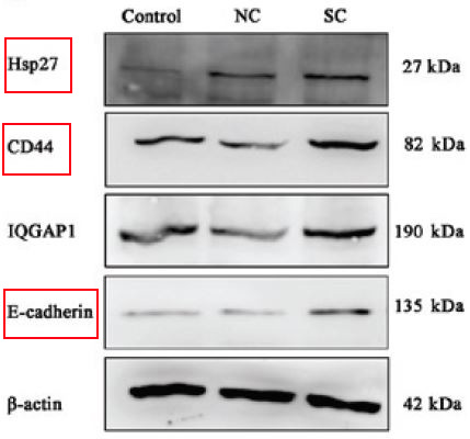 CD44 Ab