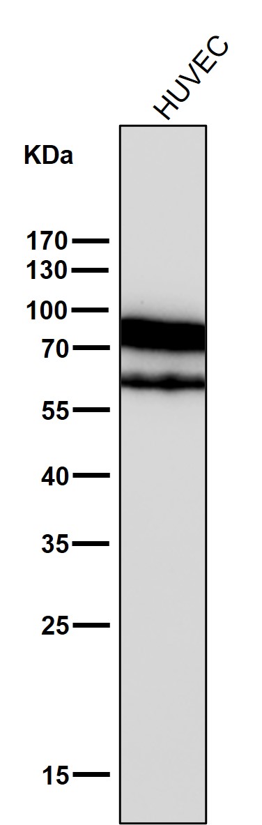 CD44 Ab