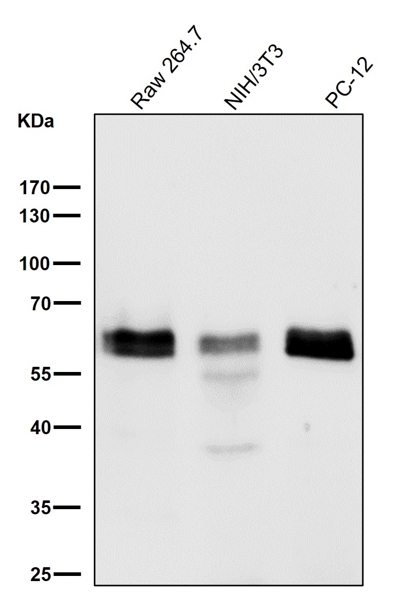 p-SMAD3 (S423/S425) Ab