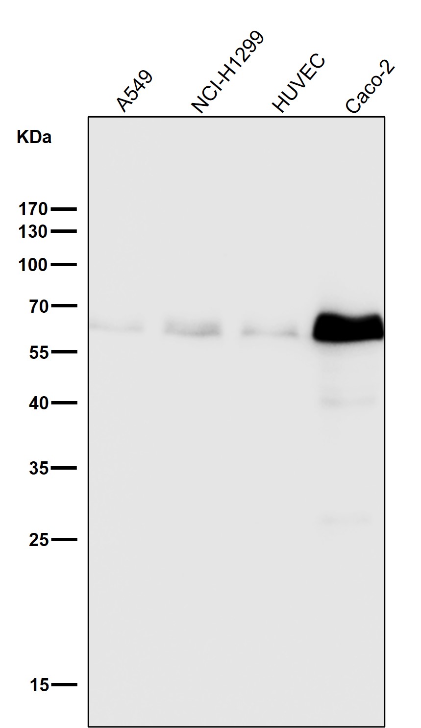 p-SMAD3 (S423/S425) Ab